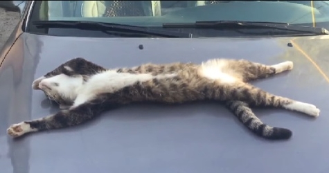 cat sleeping on hood of car