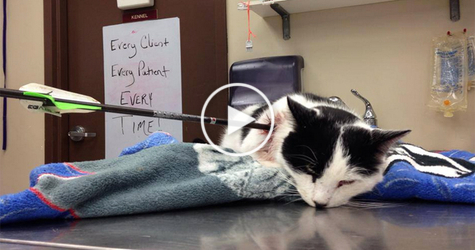 Evil Human Tried To Kill Cat With Arrow, LUCKILY The Poor Cat Survived