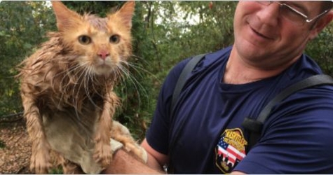After 7 Hours Trapped In Drainpipe, Cat Is Finally Saved