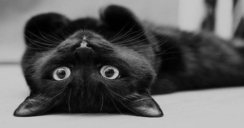 It’s National Black Cat Day! Just Stop Hating On Black Cats! They Bring Only Good Luck.