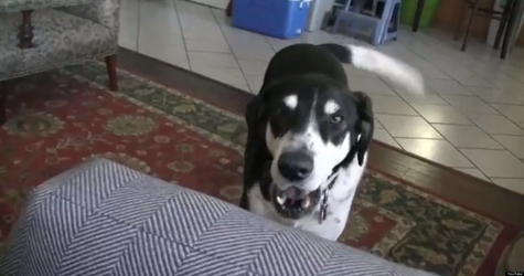 Dog Gets Really Excited When Heard That His Family Is Getting a Kitten