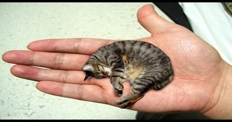 smallest kitty in the world