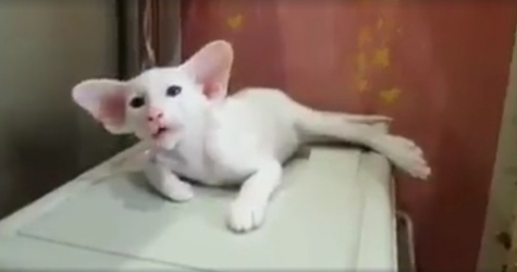 Unusual, But Cute Kitten Has The Strangest Ears Ever