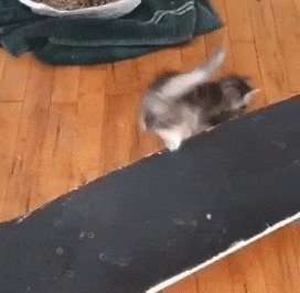 skateboard kitten 