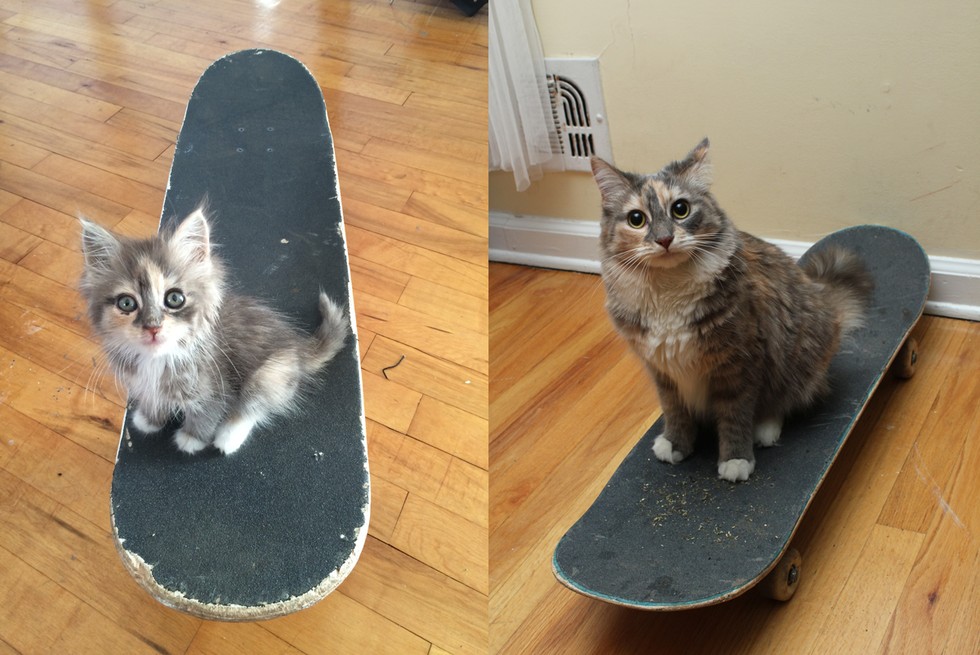 skateboard kitten 
