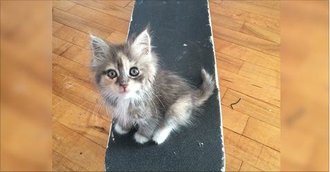 Stray Kitty Comes Up to Guy, Takes Over His Skateboard and Heart. One Year Later Amazing Transformation.
