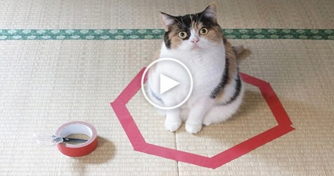 They Said Kitty Won`t Leave This Circle. Is That True? Watch The VIDEO To Find Out!