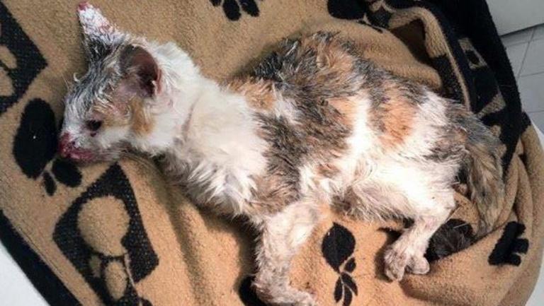 Dying Poor Cat Found Malnourished and Covered in Paint on Highway