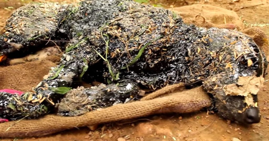 Kind People Rescued a Dog Covered in Tar From a Horrible Death