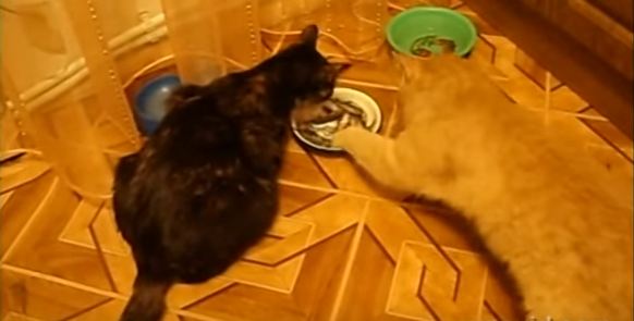 Cats Don`t Want To Eat Together. One Kitty Stole The Plate.