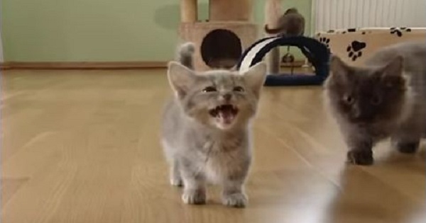 Cutest Munchkin Baby Kitty Talks Too Much. Cuteness Overloaded.