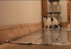 They Said Cats Don`t Walk On Foil. Is that True Watch The VIDEO to Find Out !