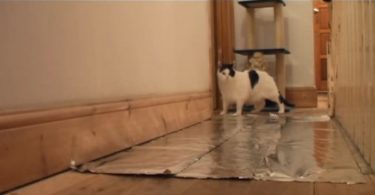They Said Cats Don`t Walk On Foil. Is that True Watch The VIDEO to Find Out !