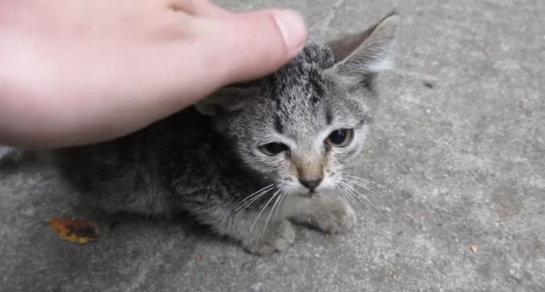 Guy Found Two Abandoned Kittens In His Yard. What Happens Next Is Heartwarming !