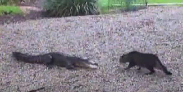 Angry Alligator Attacked Fearless Cat.  Watch What Happens Next !