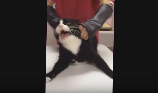 Angriest Cat Attacks The Vet. Never Seen Anything Like This Before