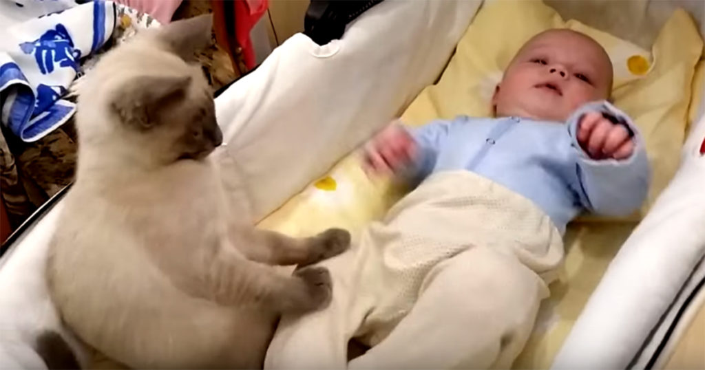 Wonderful Kitty Calming Down This Cute Baby. Heartwarming Video !