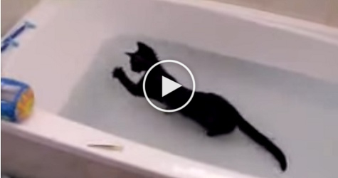 Crazy Black Kitten Loves Playing In The Water. Unbelievable Video !