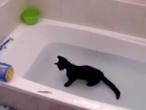Crazy Black Kitten Loves Playing In The Water. Unbelievable Video !