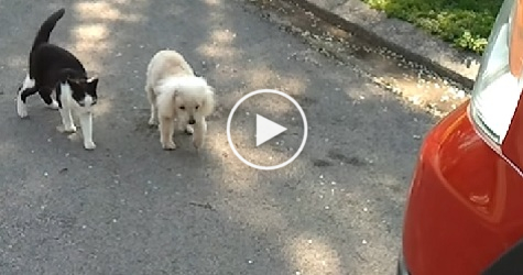 This Dog Is Blind, But His Friend Cat Is Helping Him To Walk. Heartwarming VIDEO !