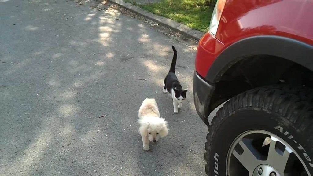 This Dog Is Blind, But His Friend Cat Is Helping Him To Walk. Heartwarming VIDEO !
