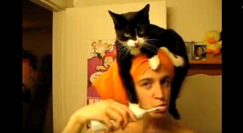 Woman Was Brushing Her Teeth With Towel on Her Head... What Her Cat Did Is Hilarious !