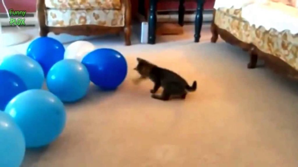Why Cats Are So Obsessed With Balloons ? Hilarious VIDEO ! Must Watch !