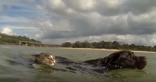 Cat And Dog Swimming In The Ocean. This Is A PURE Happiness ! Must Watch