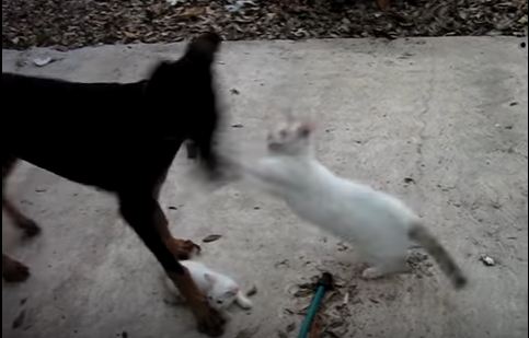 Mom Cat Protects Her Little Kitten From Scary Doberman.  Must Watch !