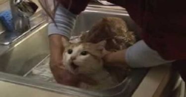 Funny Cat Talking While Taking A Bath
