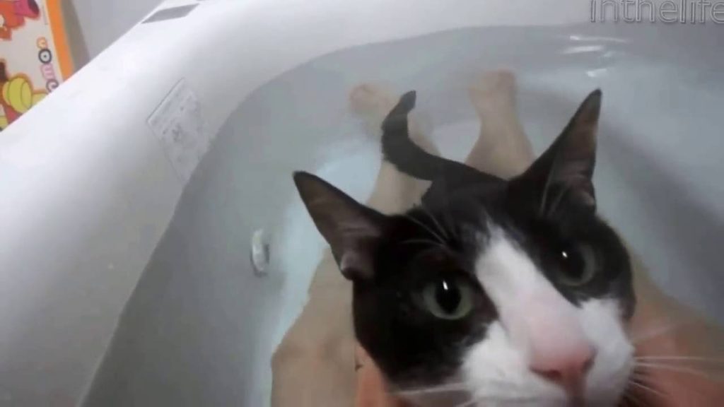 This Kitty Runs To Bathroom When She Heard " Bath Time Now ". Incredible !