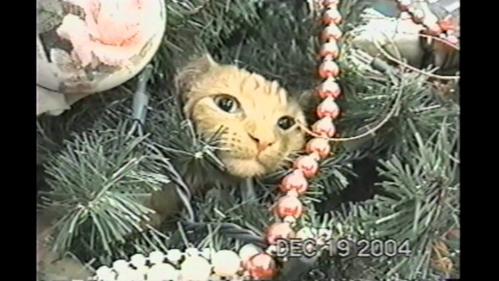 Cat Strongly Refused To Leave The Christmas Tree. Hilarious!
