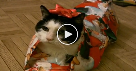 The Perfect Way To Wrap Your Kitty For Christmas. Adorable Video.