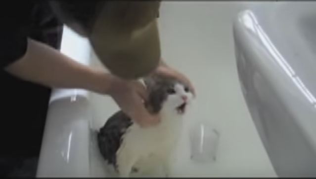 Cat Crying Like A Real Human Baby, While Taking A Bath