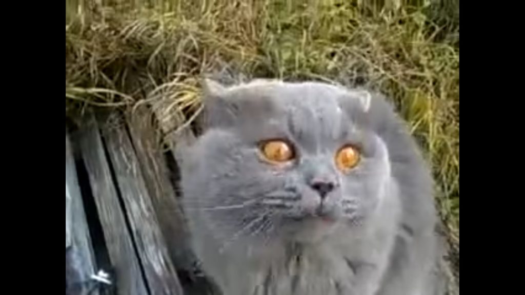 Hilarious Cat`s Reaction When Her Human Said That is Enough Playing For Today 