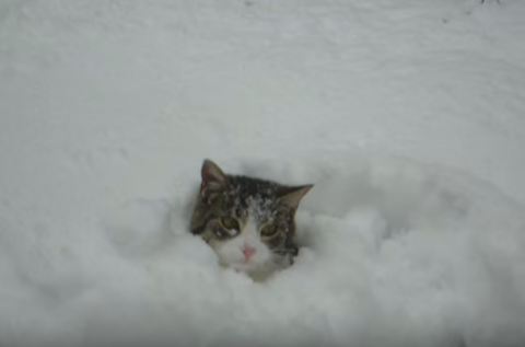 This Cute Kitty Burrows In The Snow. Incredible Video. Must Watch