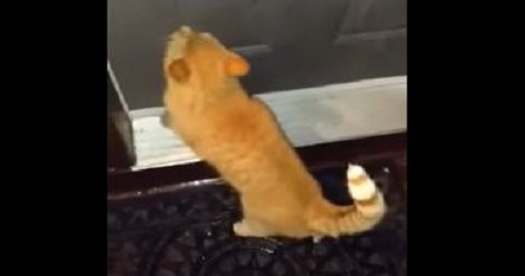 Cat Knocks On The Door With Paws To Go Inside ! Very Smart Kitty!