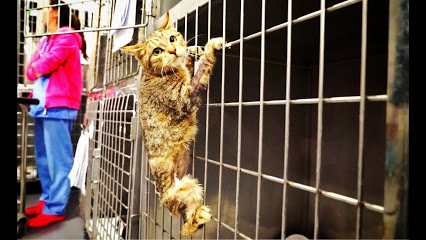Incredible Kitty Hero Loses His Leg, But Then Did Something Amazing