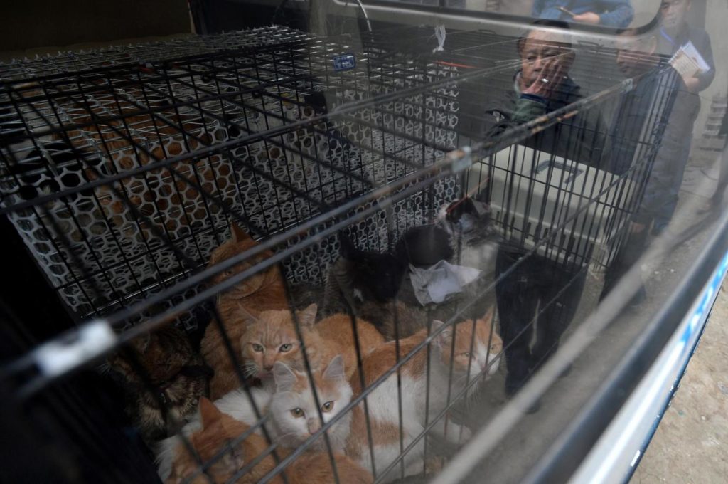 'Pet Lover' Turns Out To be a Cruel Cat Murderer who Killed 100 Cats Per Day