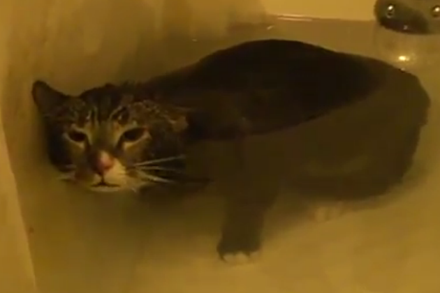 Cutest Cat Meowing Under Water. This Is The Most Hilarious Video. Must Watch