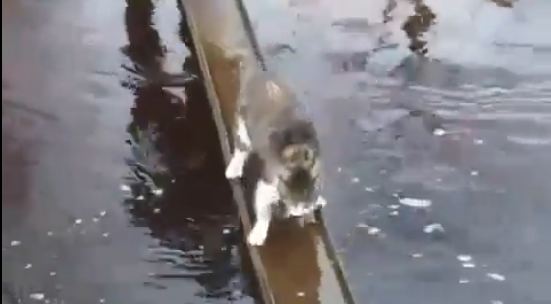 This Cat Really Hates Water. Watch How She Walked On Bridge. HILARIOUS !