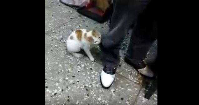 Brave Cat Attacks A Father Pretending To Abuse The Kid. Very Protective Kitty !