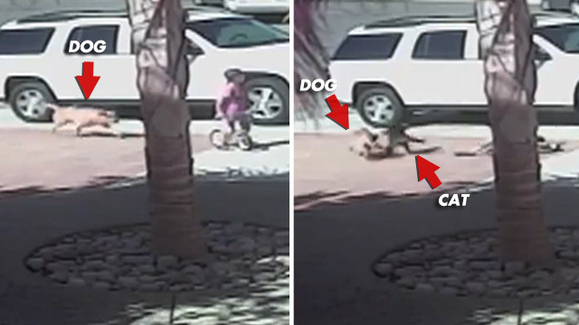 Brave Kitty Saves Kid From BRUTAL Dog Attack. Unbelievable VIDEO !