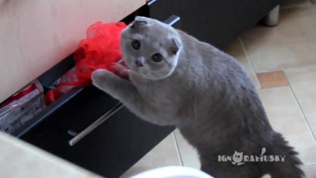 Cat Caught Stealing On the Scene.  What She Did Next Is Hilarious !