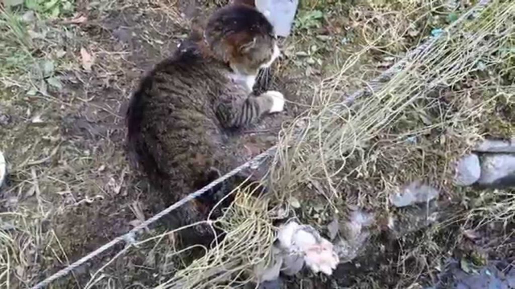 Kind Humans Rescued a Cat Tangled in Fence. You Have To See This ..