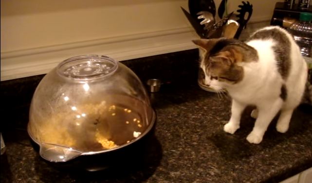 Cute Cat Terrorized by Popcorn Machine. She Tried to Stay Brave, But ... Watch NOW !