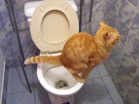 Cat Using Toilet Like A Real Human. How Is This Possible ? Must Watch !