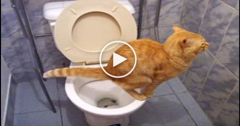 Cat Using Toilet Like A Real Human. How Is This Possible ? Must Watch !