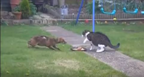 Brave Cat Is Not Afraid Of Hungry Fox. Must Watch