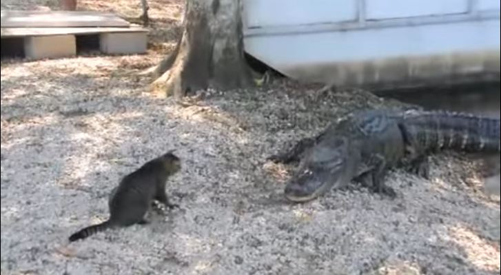 Hero Cat Saves Kid From Two Dangerous Alligators. Incredible VIDEO !